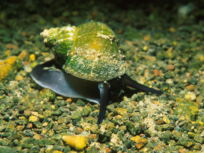 Schnecke