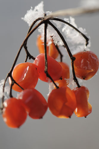 Beeren mit Eiskristallen