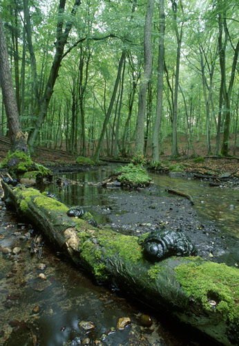 Baum im Bach