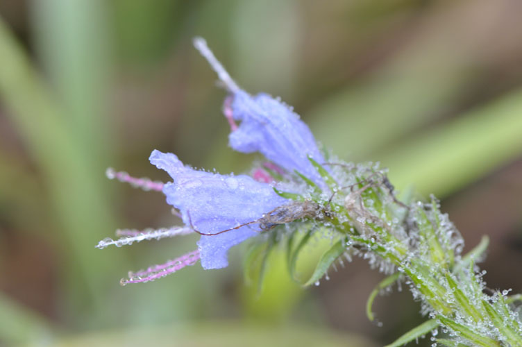 Morgenblüte