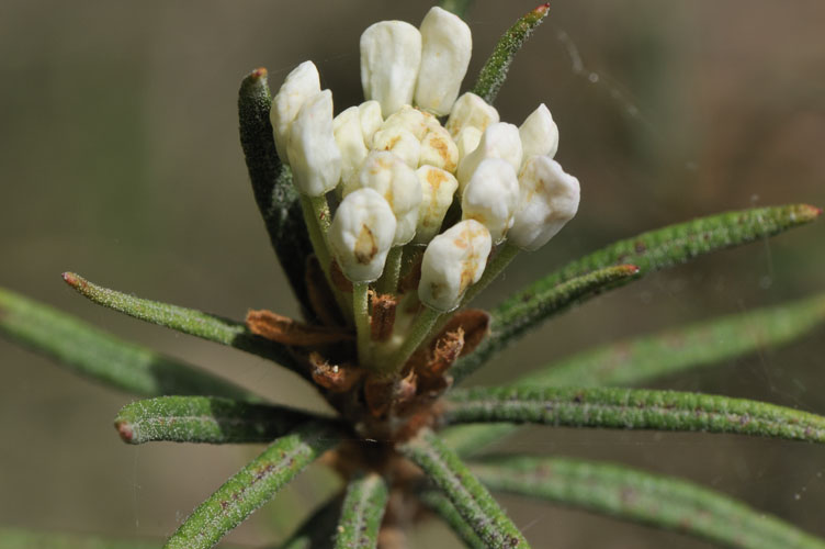 Sumpfblume03