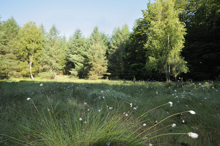 Wiese mit Wollgras