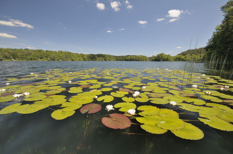 Nehmitzsee Seerosen