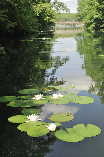Polzowkanal Seerosen