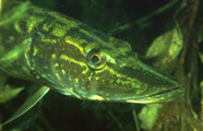 Fische