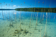 Stechlinsee