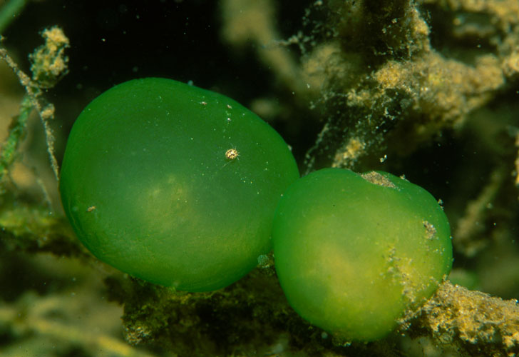 Gallertkugeltierchen4