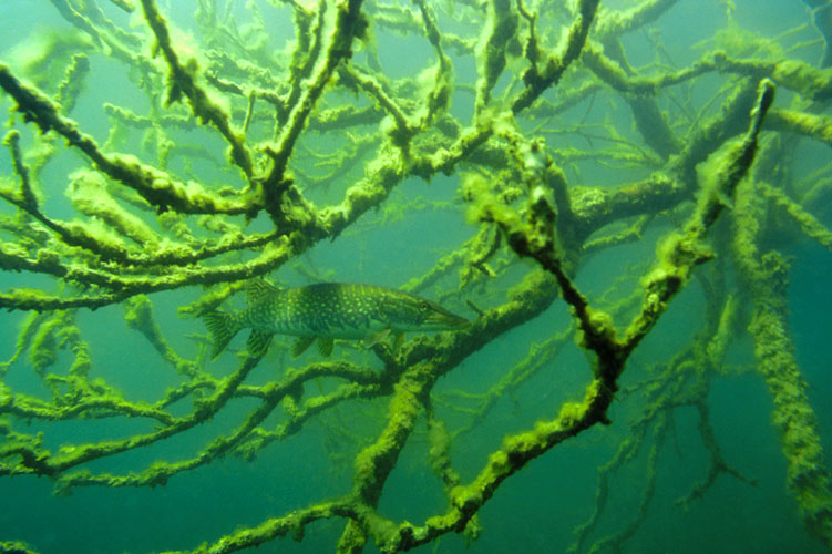 Hechtunter Baum