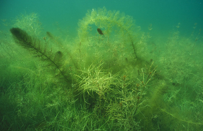 Armleuchteralgen Characeaeen und Wasserschlauch Utricularia