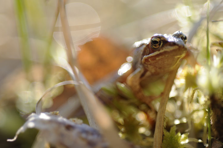 Laubfrosch