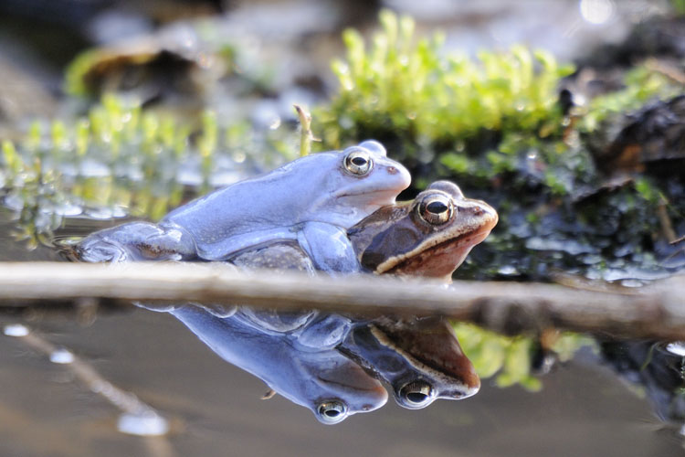 Moorfroschpaar