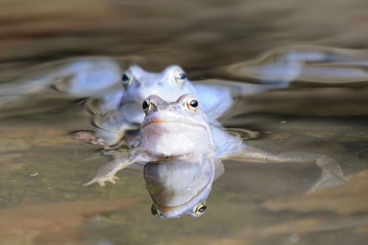 Moorfroschporträt