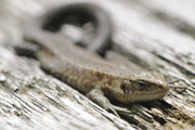 Reptilien