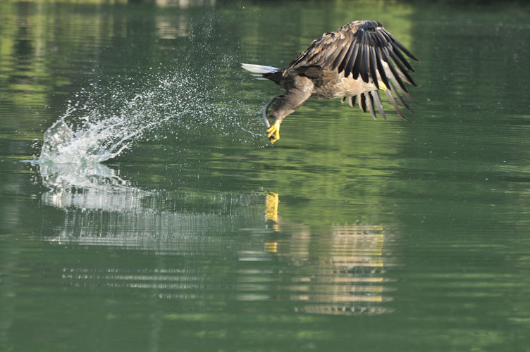 Adler mit Aal